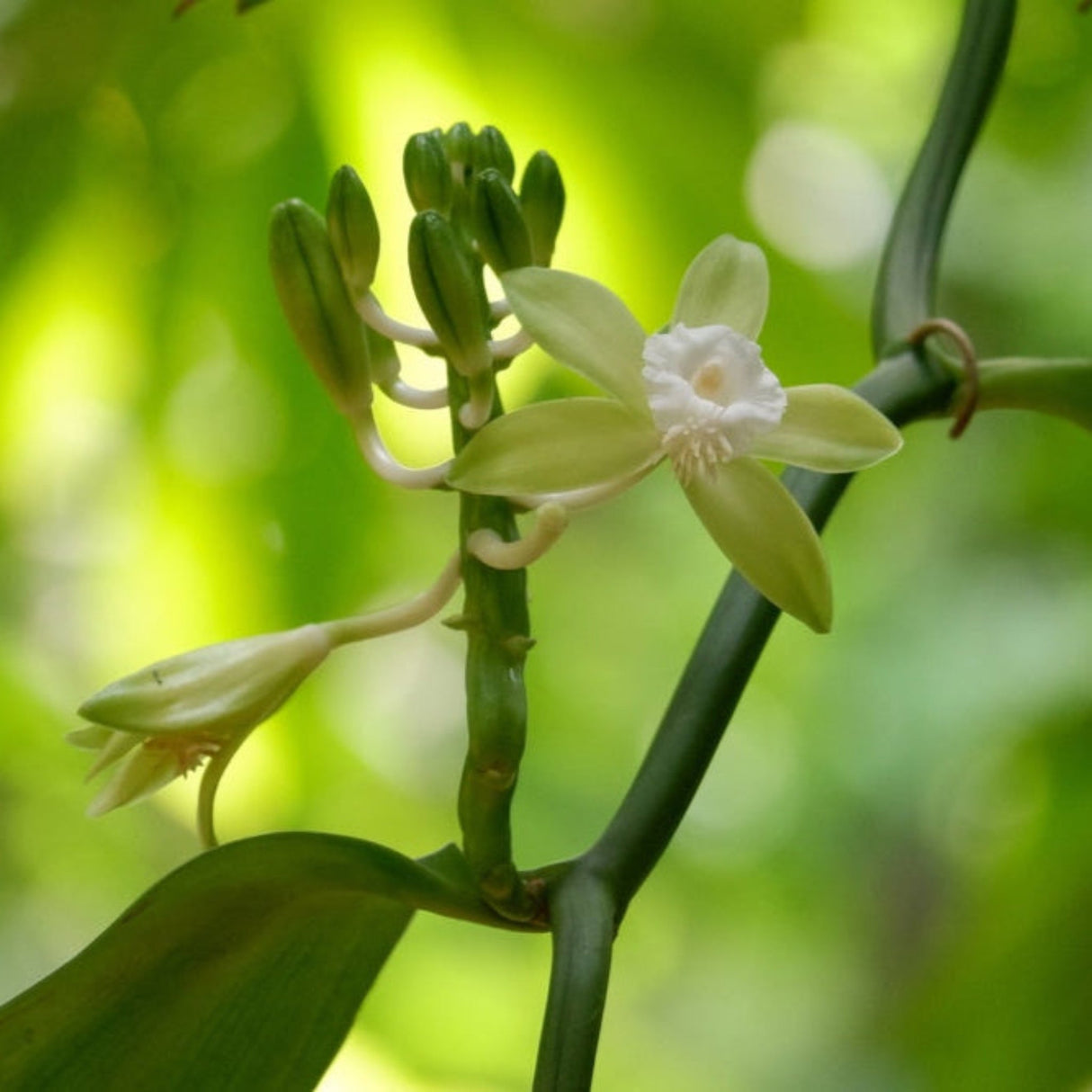 Flowers of the Vanilla Bean (Vanilla planifolia) growing on the stem with blurred background.