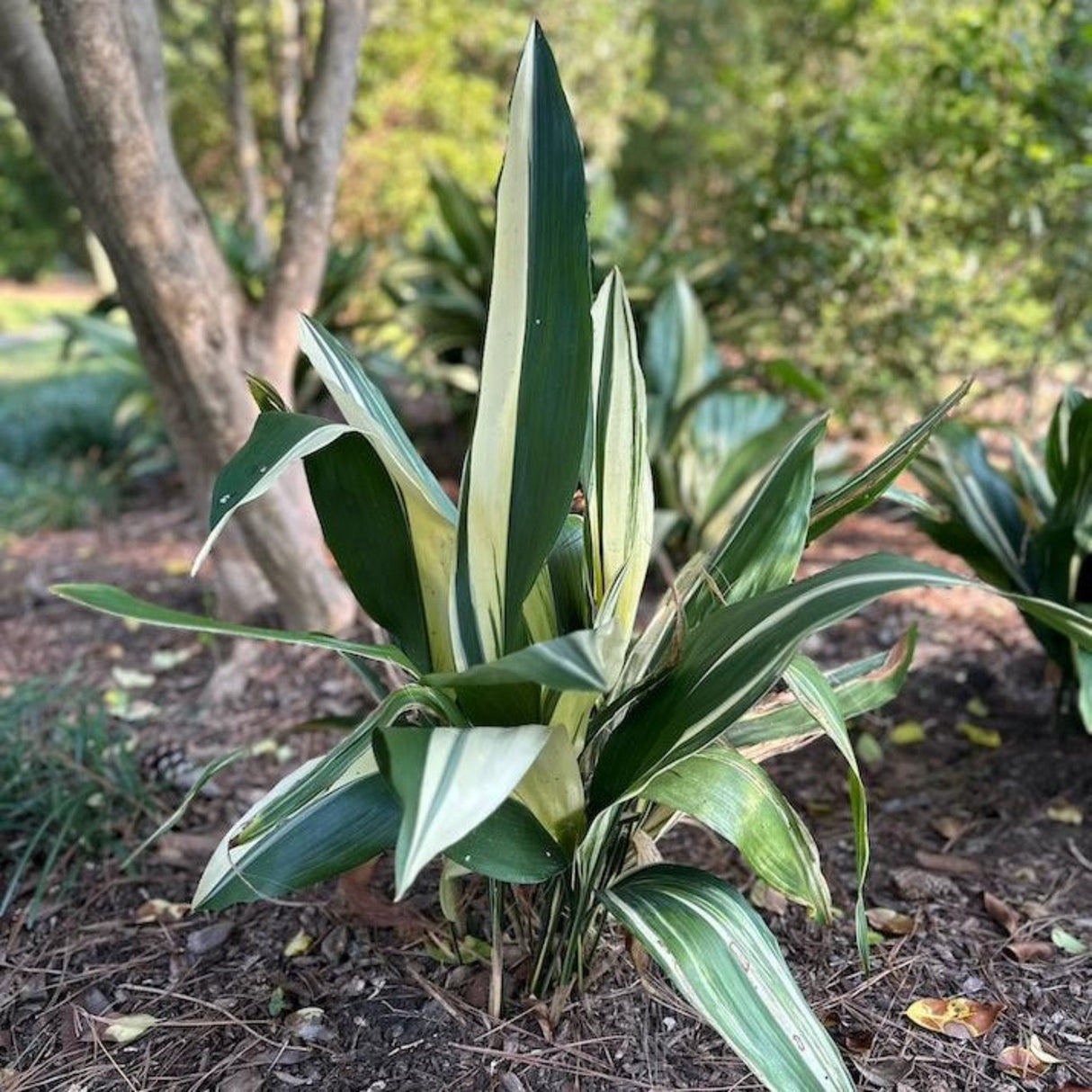 Variegated Cast Iron Plant in mulch bed