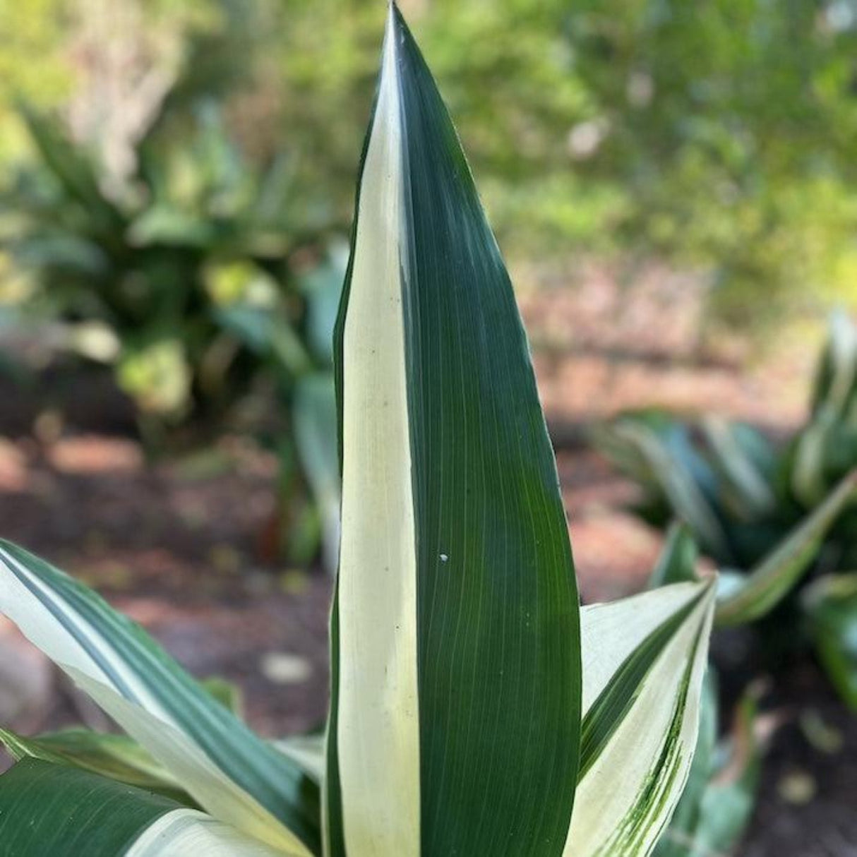 Variegated Cast Iron Plant foliage with white background