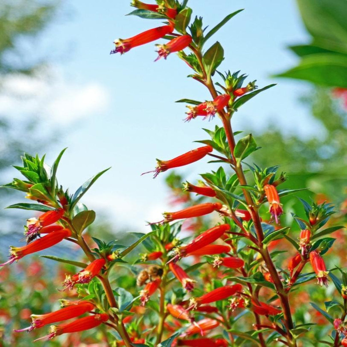 A Vermillionaire® Firecracker Plant with tall stems covered in bright orange-red flowers against a blue sky.