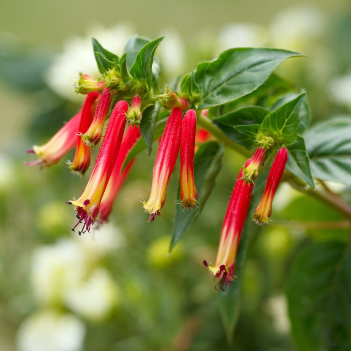 Close-up of vibrant orange-red tubular flowers of the Vermillionaire® Firecracker Plant with green leaves in the background.