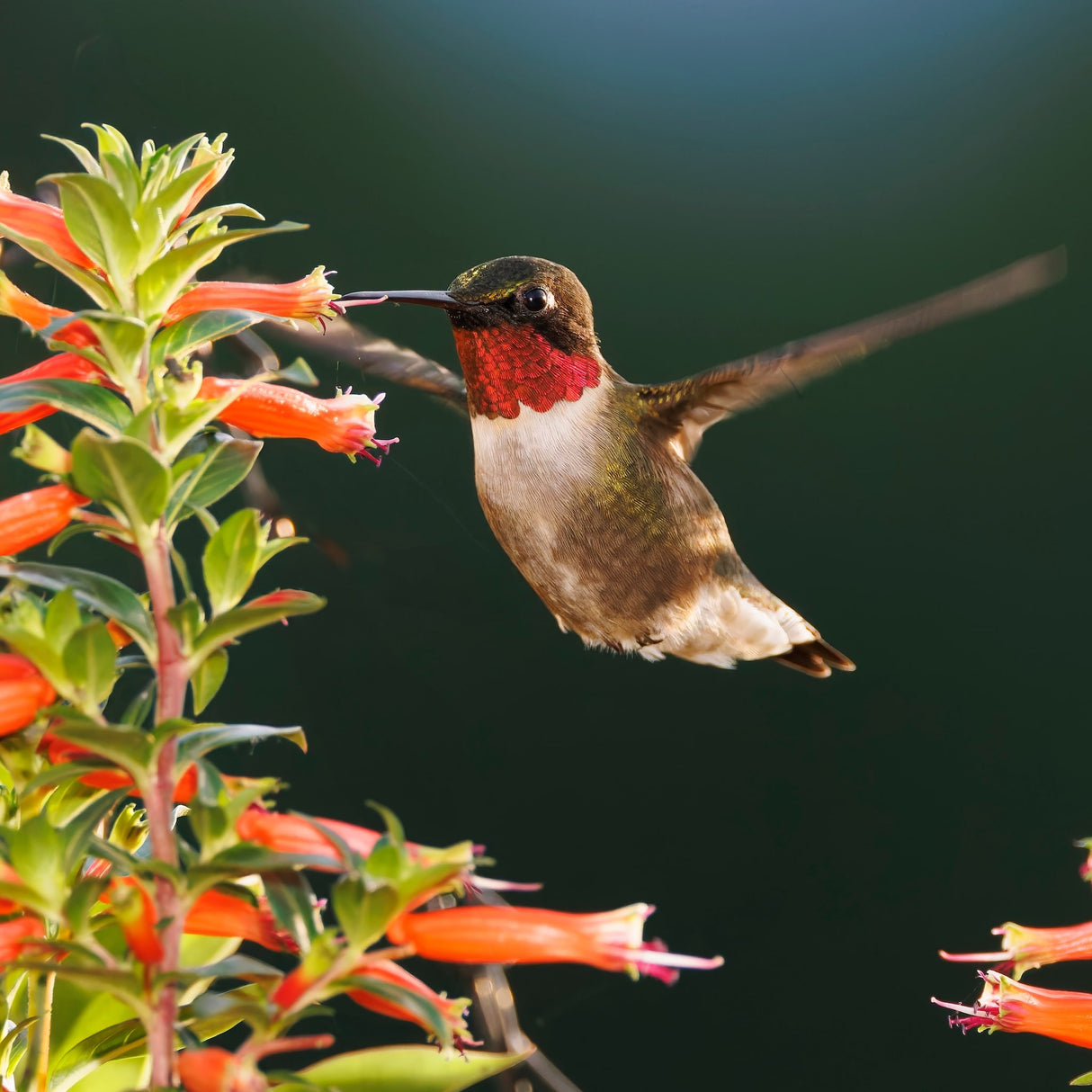 A hummingbird feeding on the tubular orange-red flowers of a Vermillionaire® Firecracker Plant.
