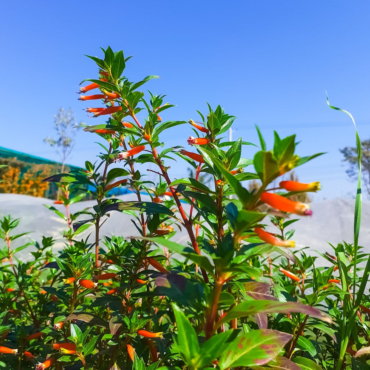 A Vermillionaire Firecracker Plant with tall stems covered in bright orange-red flowers against a blue sky.