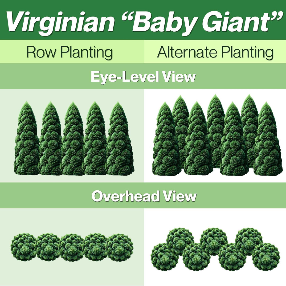 Virginian Arborvitae (Baby Giant Thuja) Row and Alternate Planting Guide with views of the planting styles from eye level and overhead views.