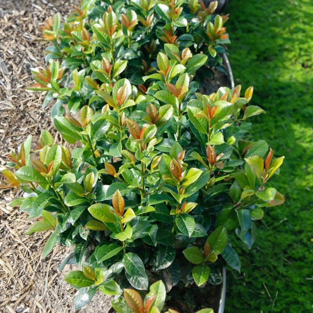 A row of Volcano Cherry Laurel shrubs with glossy green leaves and reddish new growth, planted in a garden bed with mulch and grass.