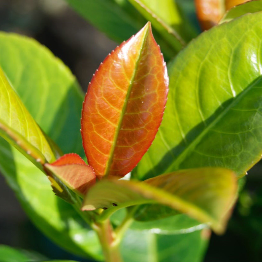 A close-up of a young Volcano Cherry Laurel leaf, showing its vibrant red-orange hue and glossy texture against a green background.