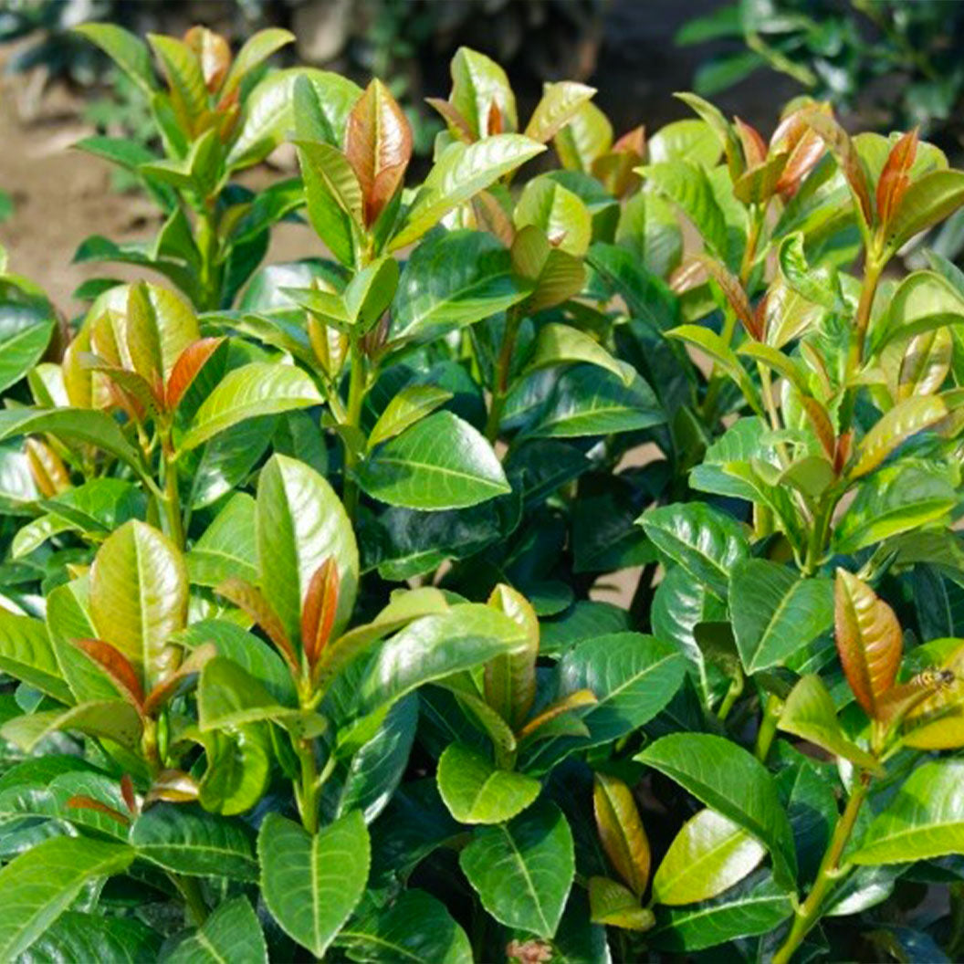 A cluster of Volcano Cherry Laurel shrubs with dense, glossy green foliage and reddish new leaves, growing in a well-maintained garden setting.