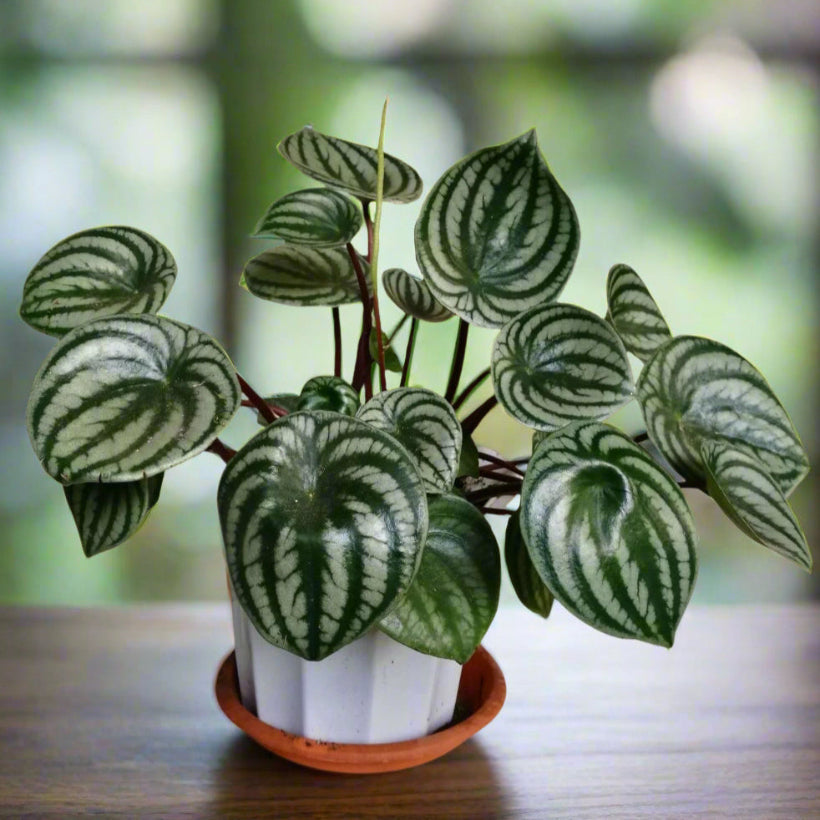 watermelon peperomia houseplant in white planter with terra cotta trey on wooden table with blurred background