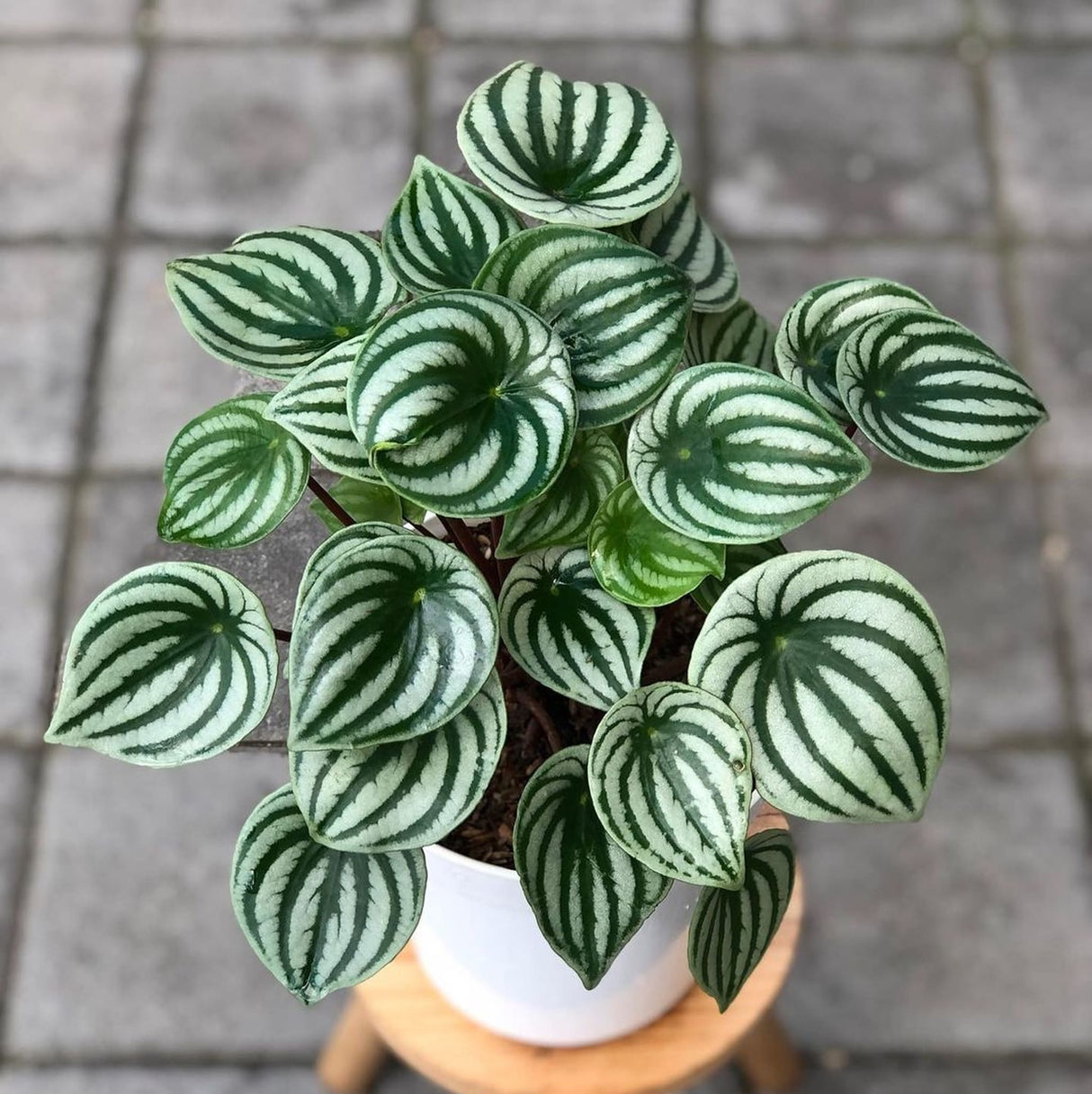 Watermelon Peperomia Houseplant on wooden stool with blurred pavers in the background.