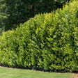 Southern Wax Myrtle - NationwidePlants.com