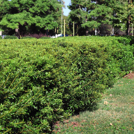 Southern Wax Myrtle - NationwidePlants.com