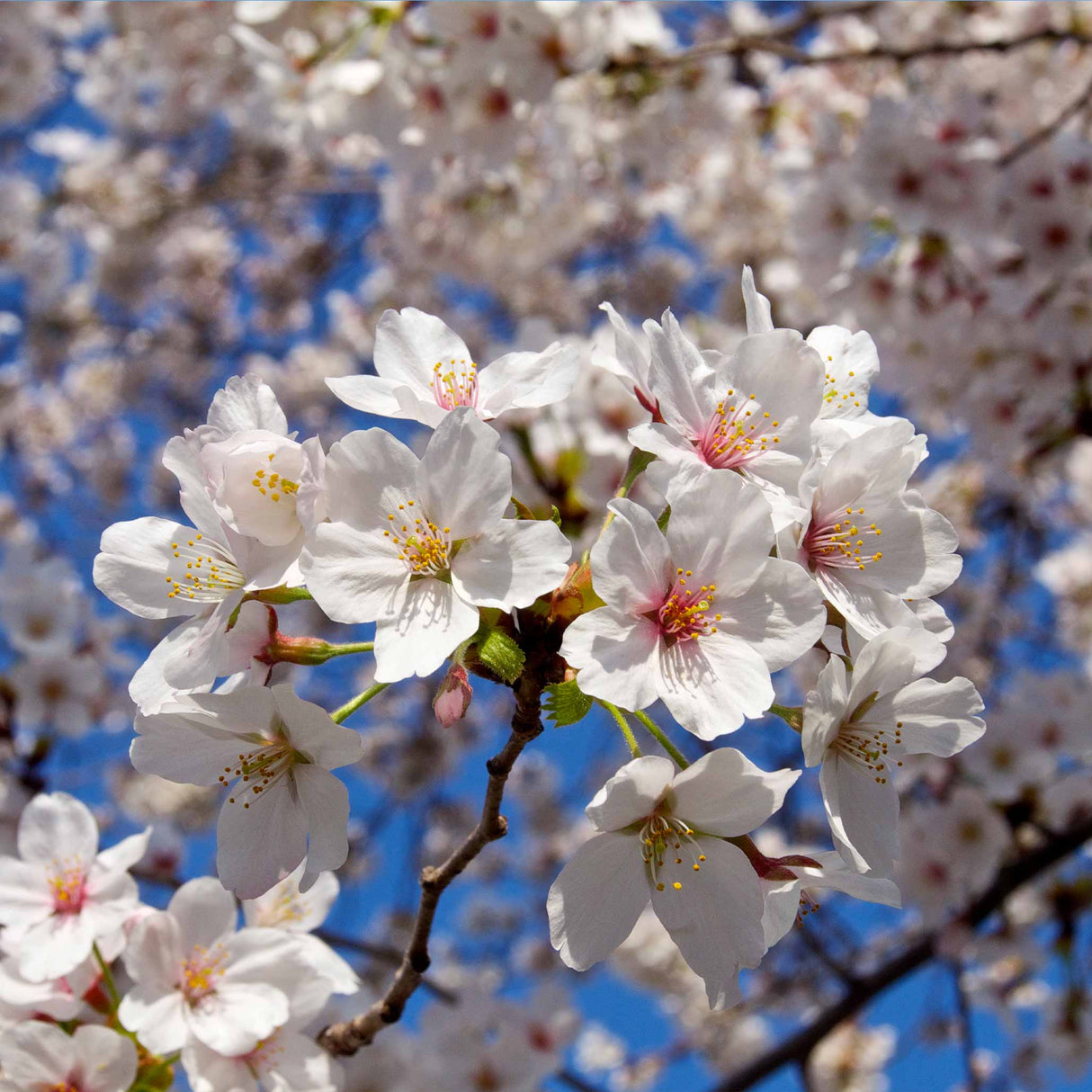Cluster of light pink Yoshino cherry blossoms with red centers in sharp close-up