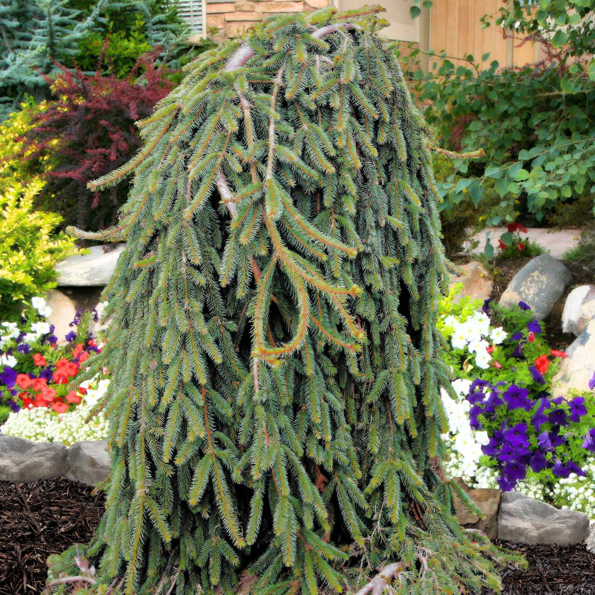 A Weeping Norway Spruce with cascading green branches in a landscaped garden with flowers.