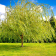 Weeping Willow tree with long, cascading branches in a sunny, open grassy area.