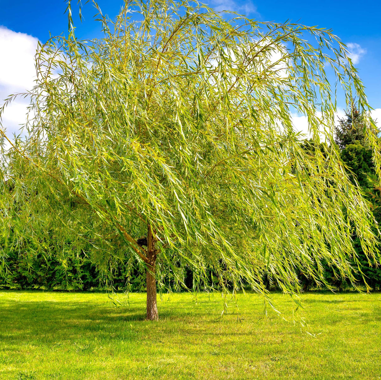 Weeping Willow tree with long, cascading branches in a sunny, open grassy area.