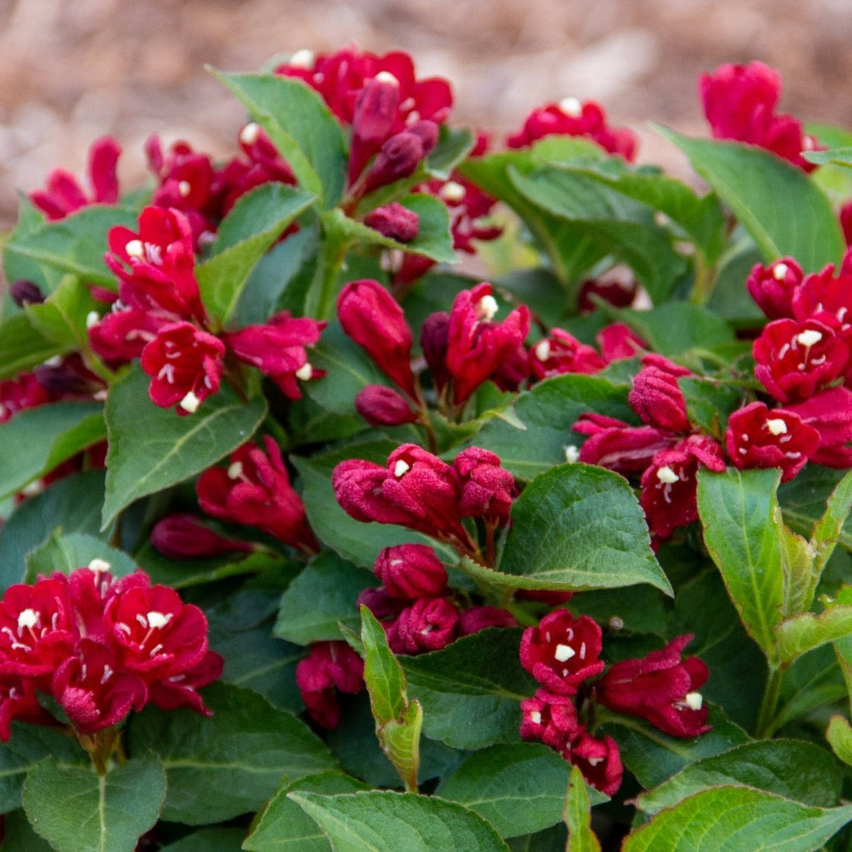 Close-up of Maroon Swoon® Weigela's red trumpet-shaped buds and glossy green foliage.