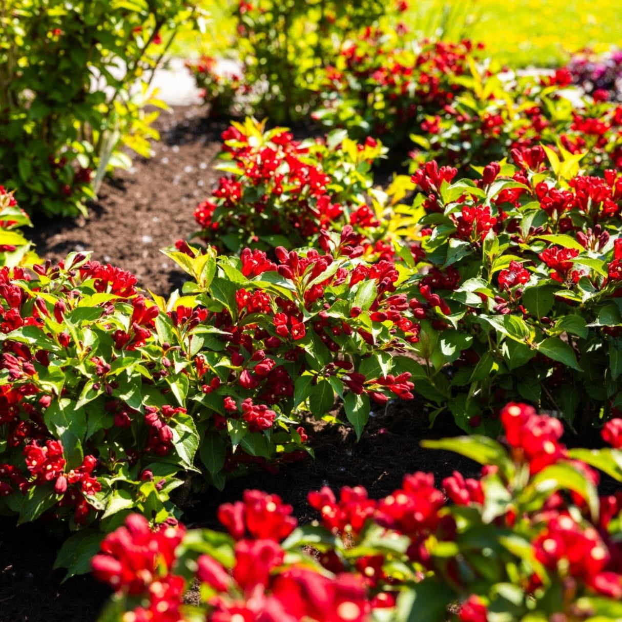Cluster of Maroon Swoon® Weigela shrubs with vibrant red flowers in a landscaped setting.