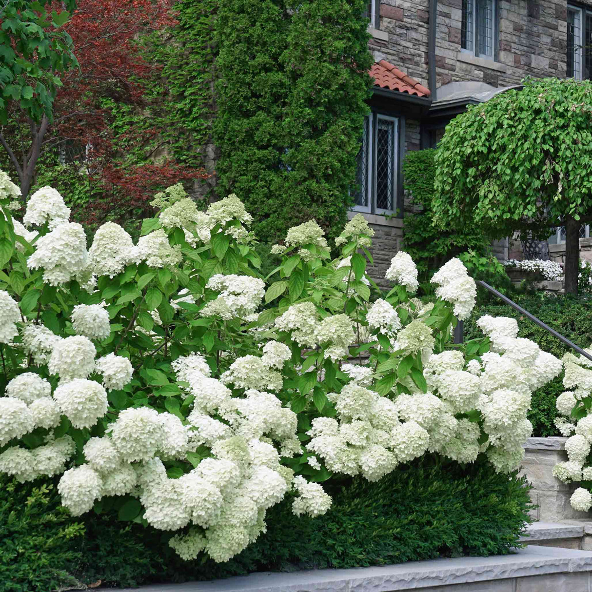 White Wedding Hydrangea - NationwidePlants.com