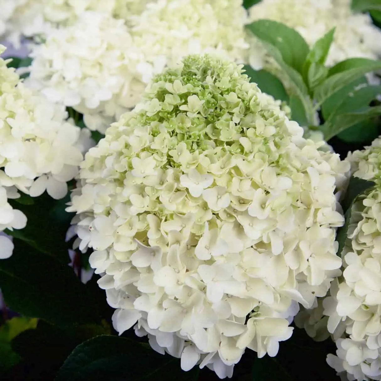 White Wedding Hydrangea - NationwidePlants.com