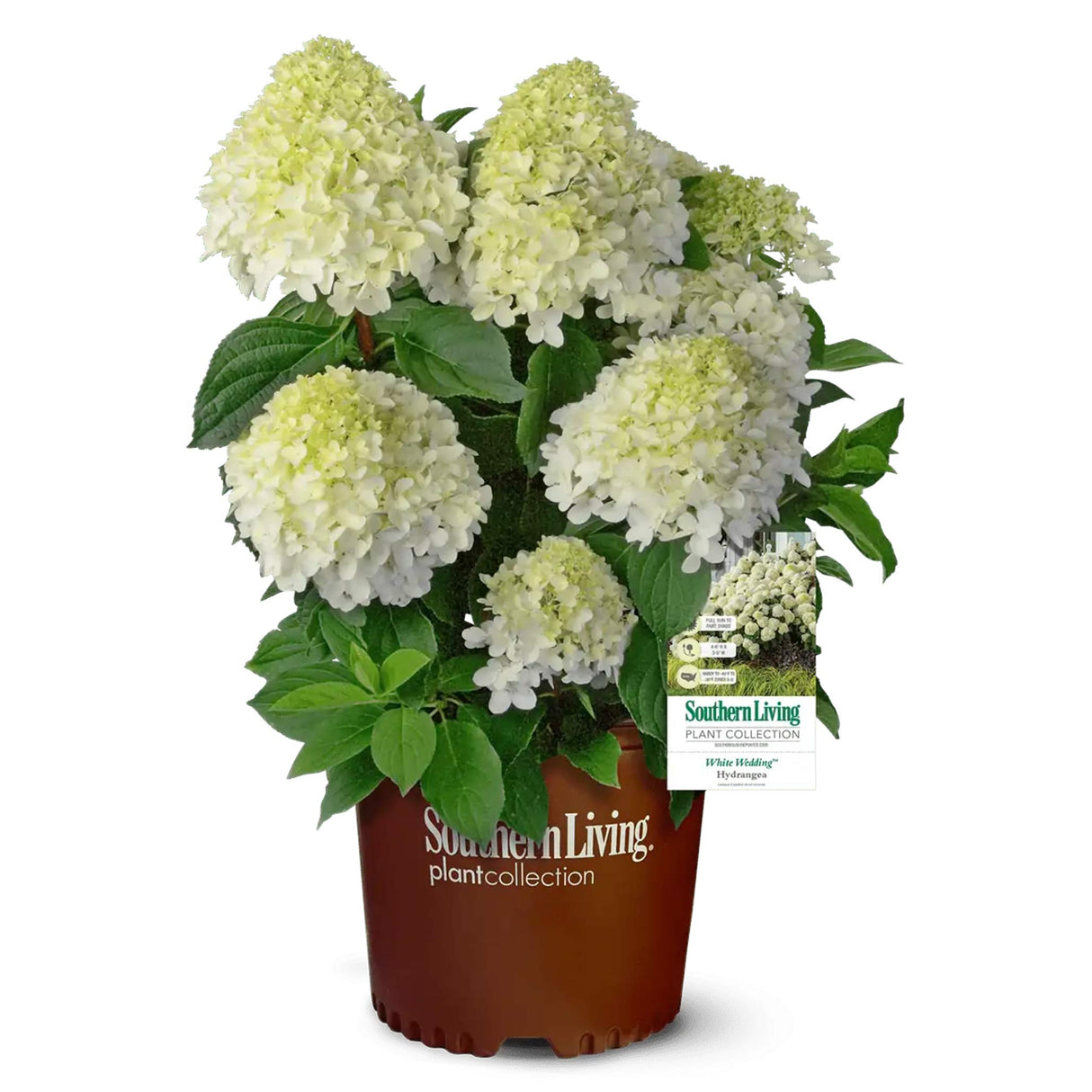 White Wedding Hydrangea - NationwidePlants.com