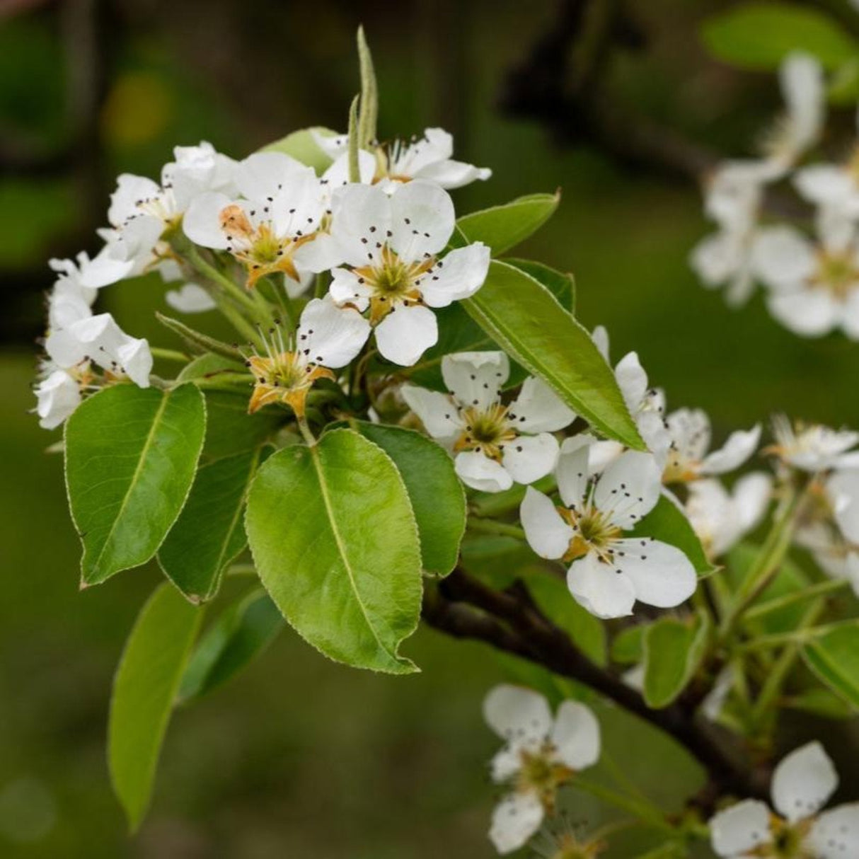 White D'Anjou pear tree flowers with green leaves in early bloom.