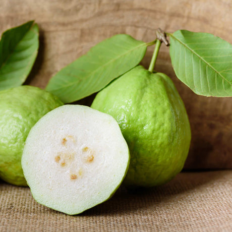 Guava Tree - White - NationwidePlants.com