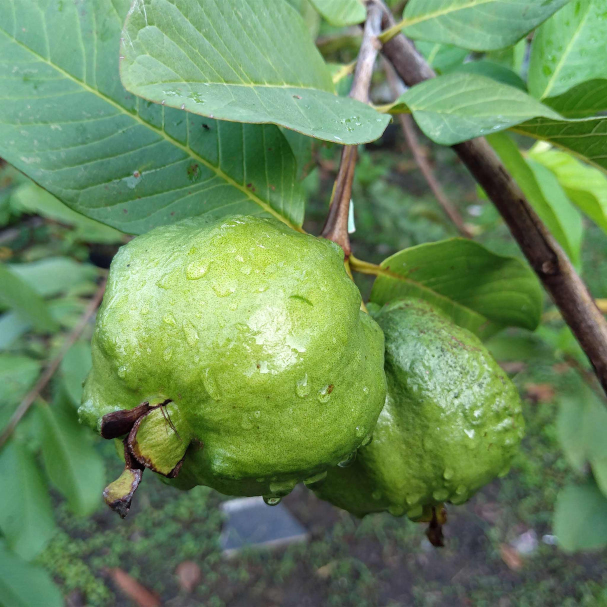 Guava Tree - White - NationwidePlants.com