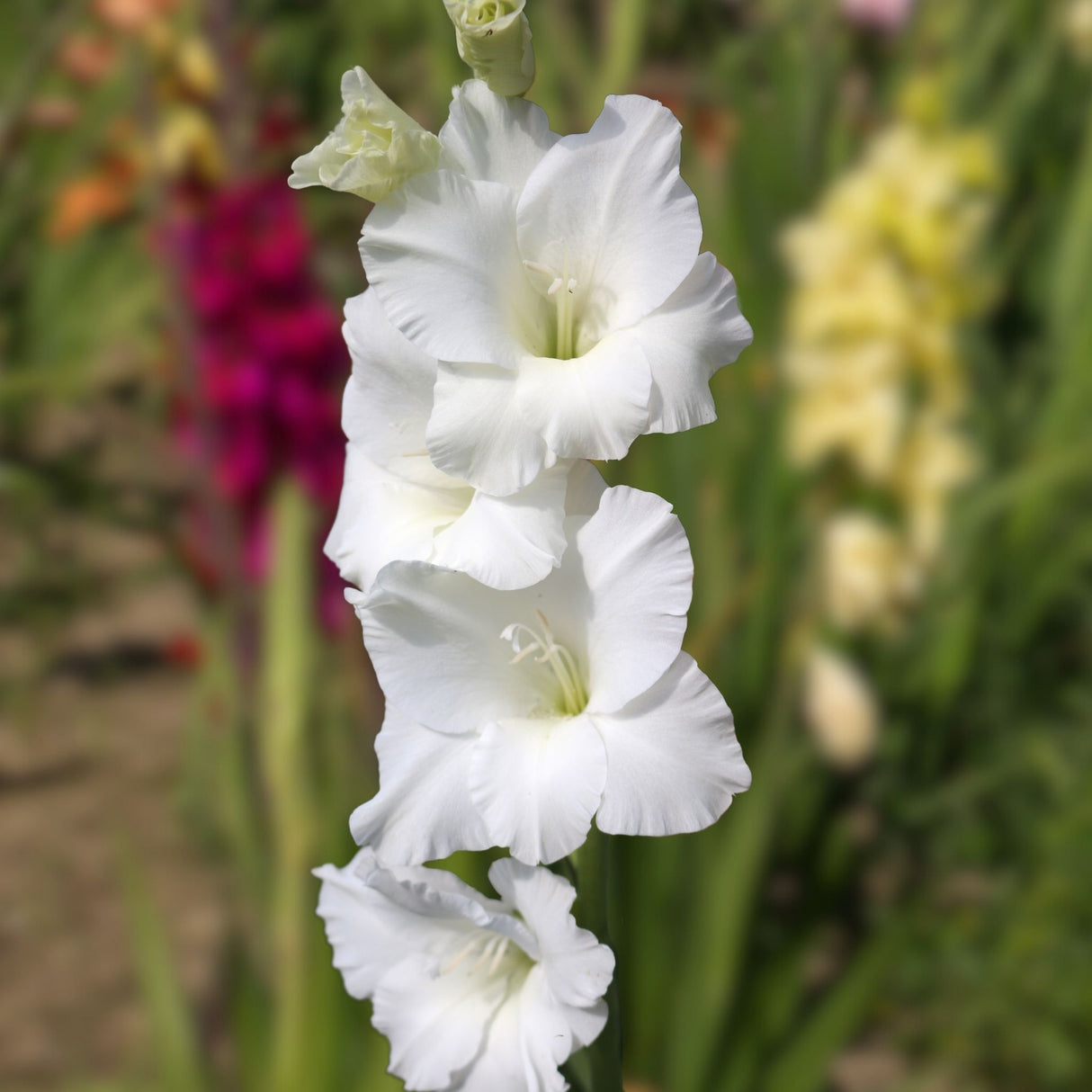White Prosperity Gladiolus (Also Known as: Sword Lily, Snow Princess, Ivory Elegance, Pure White Majesty, Arctic Glow, Moonlight Spear) standing majestically in a flower bed with other sword lily varieties blurred in the background.