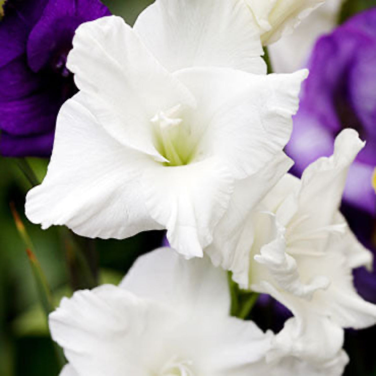 Close up of the bloom of a White Prosperity Gladiolus flower showing off its bright white petals.