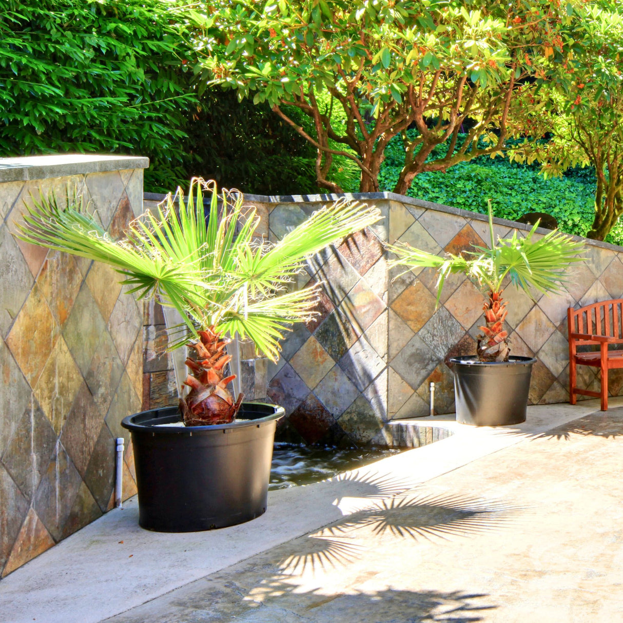 Two potted fan palm trees with green fronds and textured trunks against a tiled wall in a garden setting.
