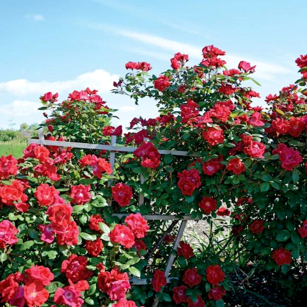 winner's circle climbing rose on trellis with country background.