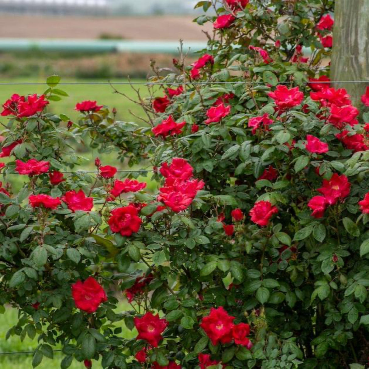 winner's circle climbing rose along a cattle fence with a blurred rural background.