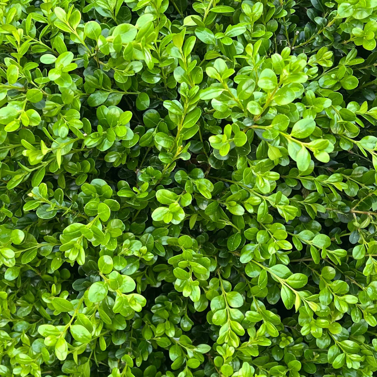 Winter Gem Boxwood Shrub