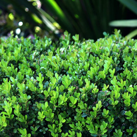 Close-up of a dense, bright green Winter Gem Boxwood hedge with small, glossy leaves.