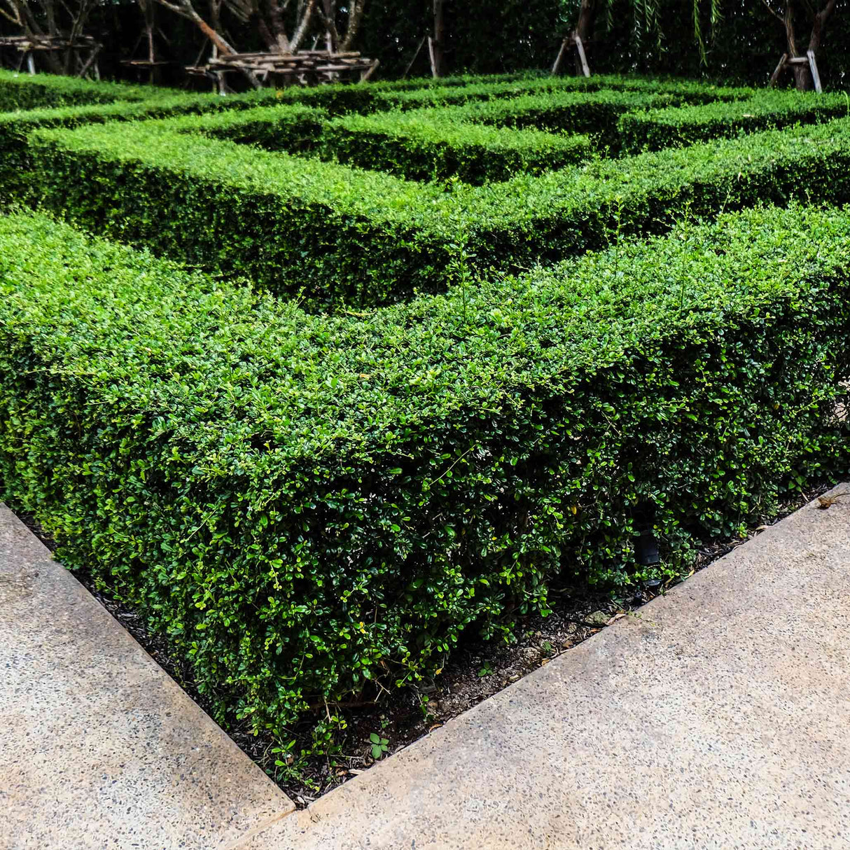 Neatly trimmed 'Wintergreen' boxwood hedge forming a geometric pattern along a paved walkway