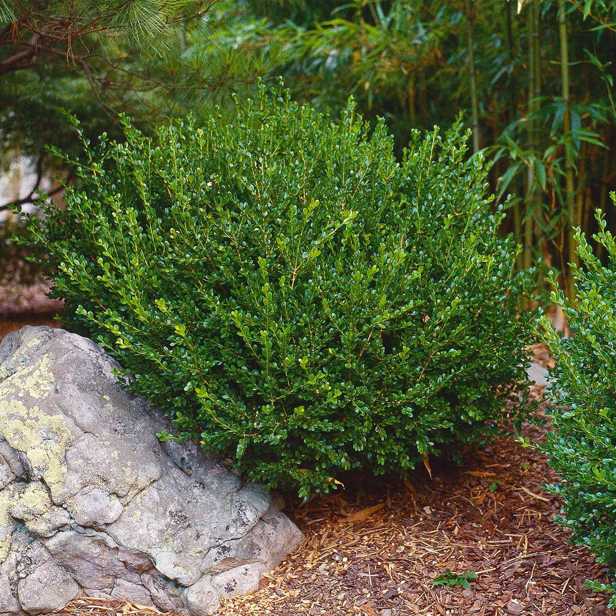 Wintergreen' boxwood shrub with compact green leaves, growing near a rock in a mulched garden bed.