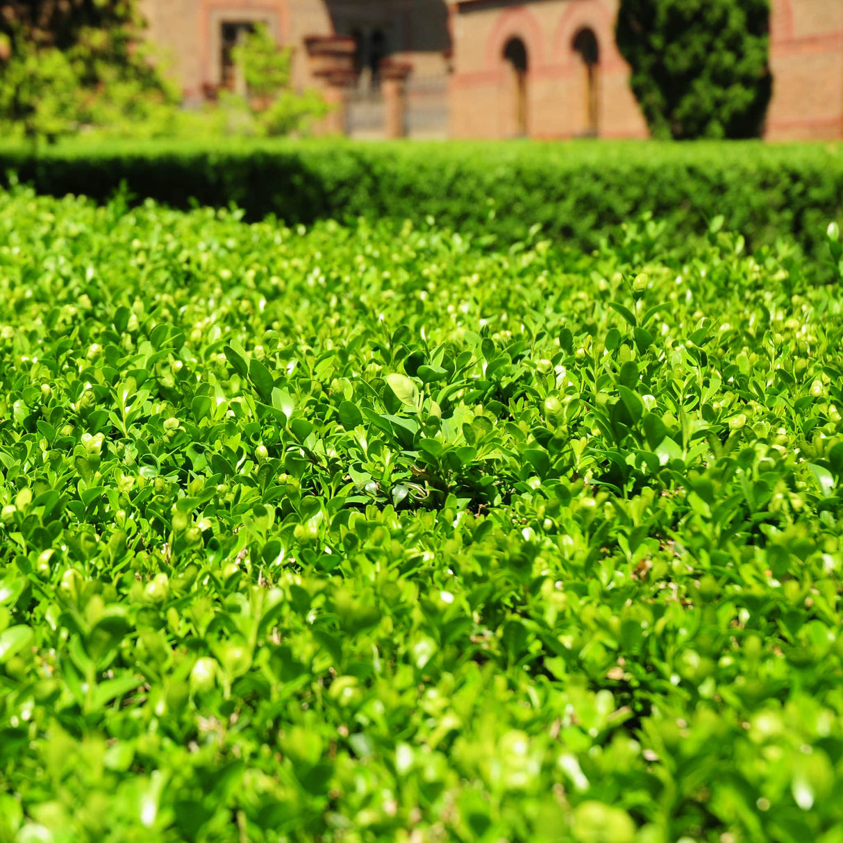 Lush, green 'Wintergreen' boxwood hedge with dense foliage, set against a brick building.