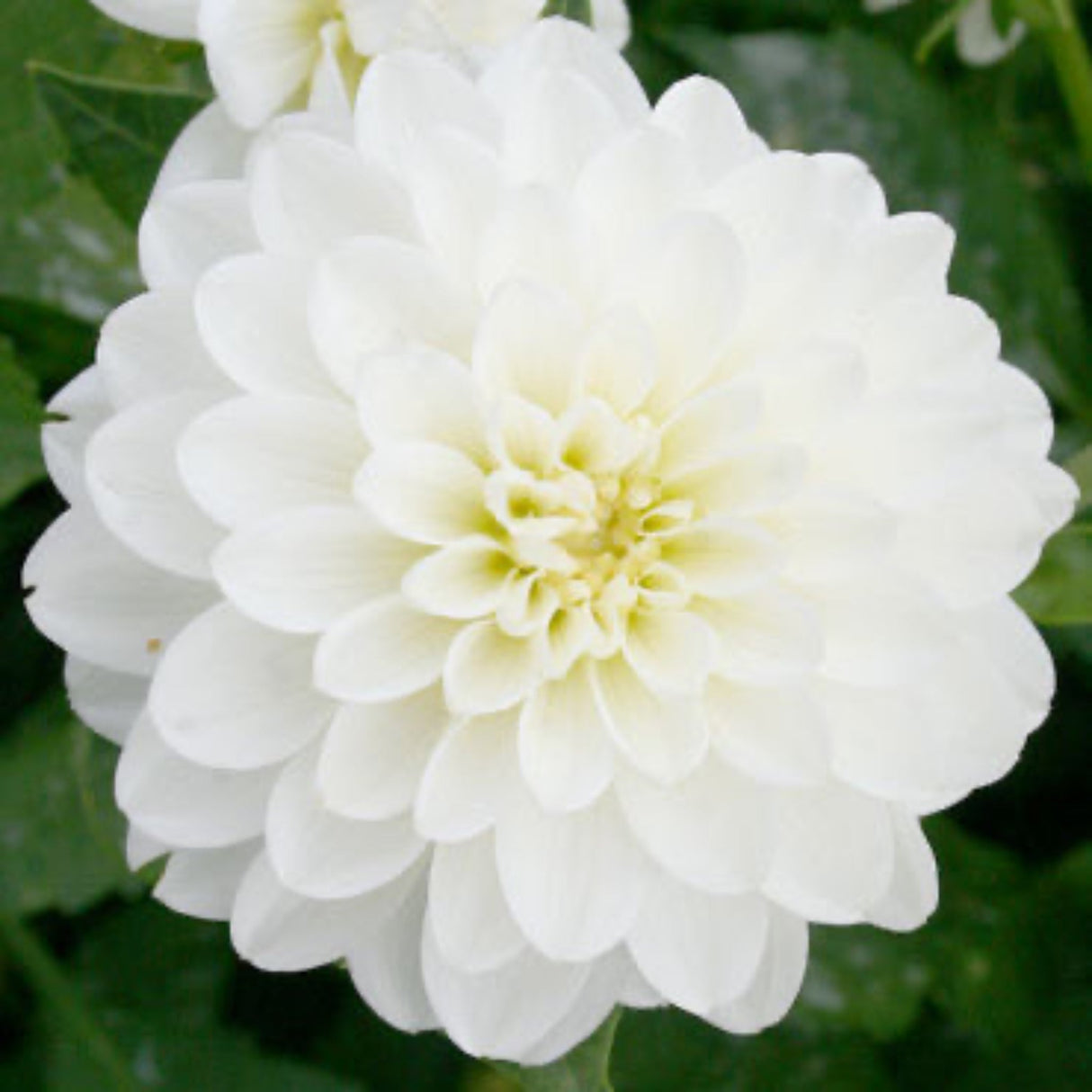 Close-up of a Wittem Dahlia bloom with layered, pure white petals and a soft yellow center.