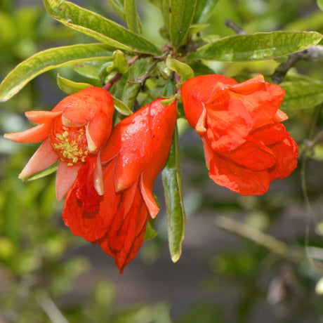 Bright orange-red pomegranate flowers blooming on a branch with green leaves.