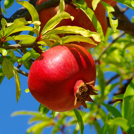 A ripe red pomegranate hanging from a tree with green leaves against a blue sky.