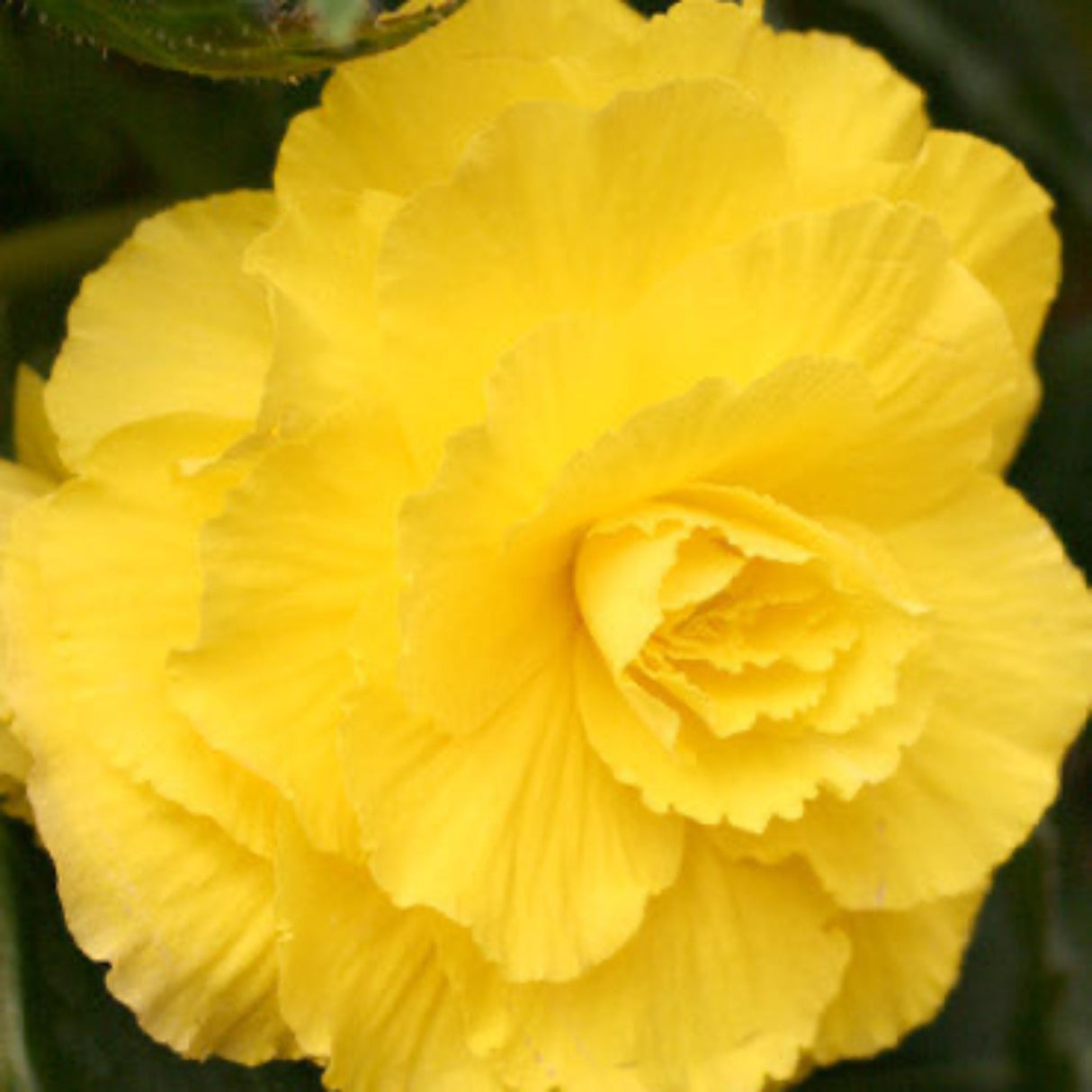 Bright yellow double begonia bloom with layered, ruffled petals and lush green foliage in the background.