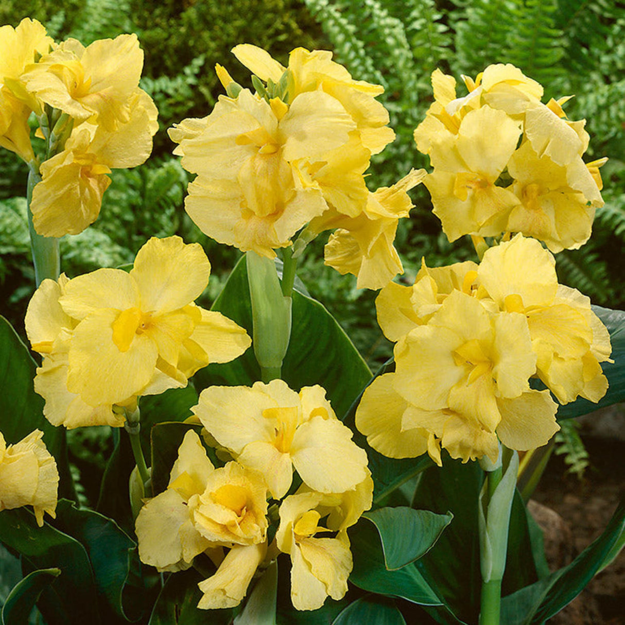 Bright yellow Canna Lily flowers with ruffled petals and green foliage, set against a fern-filled background.