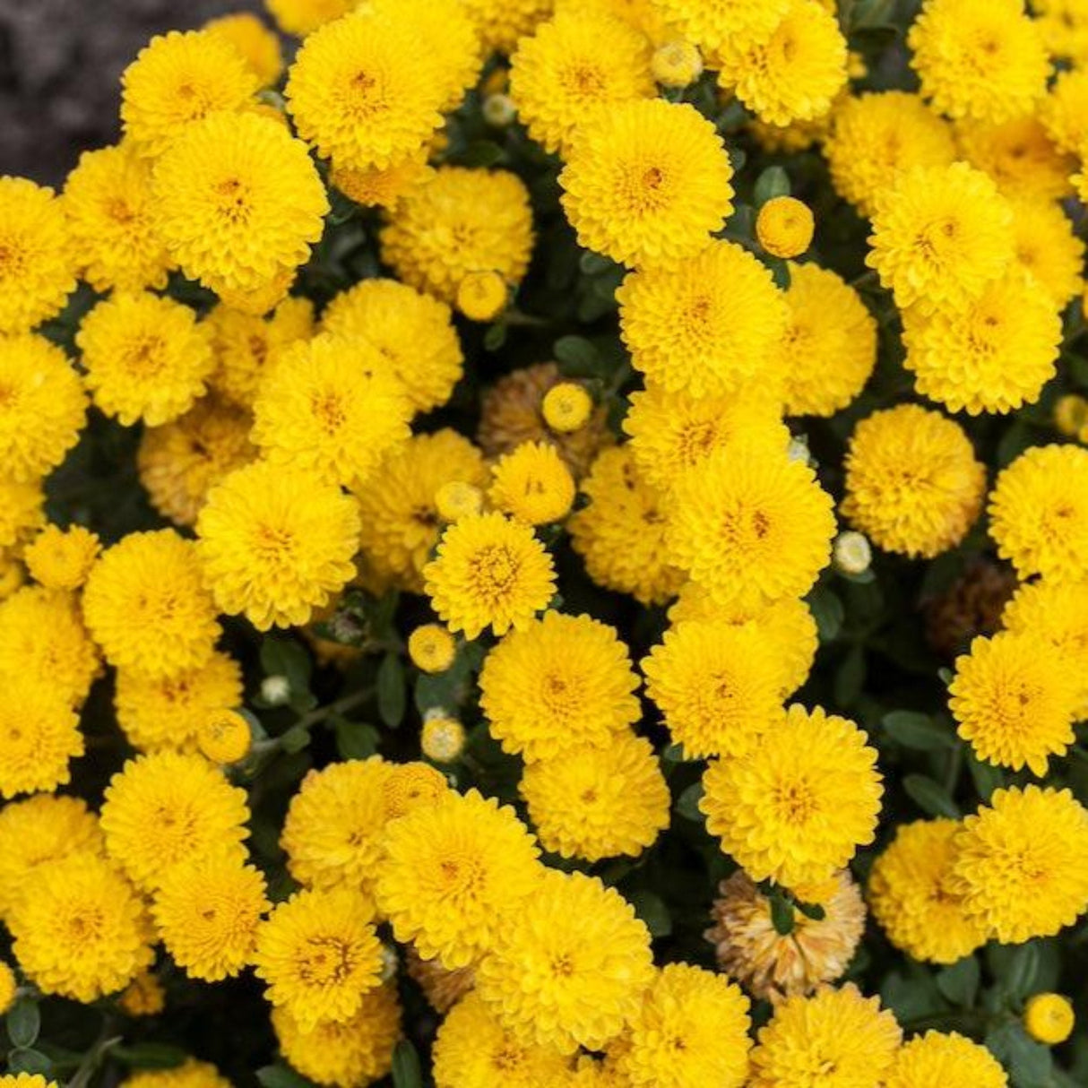 Overhead view of bright yellow mums, clustered in a beautiful potted arrangement