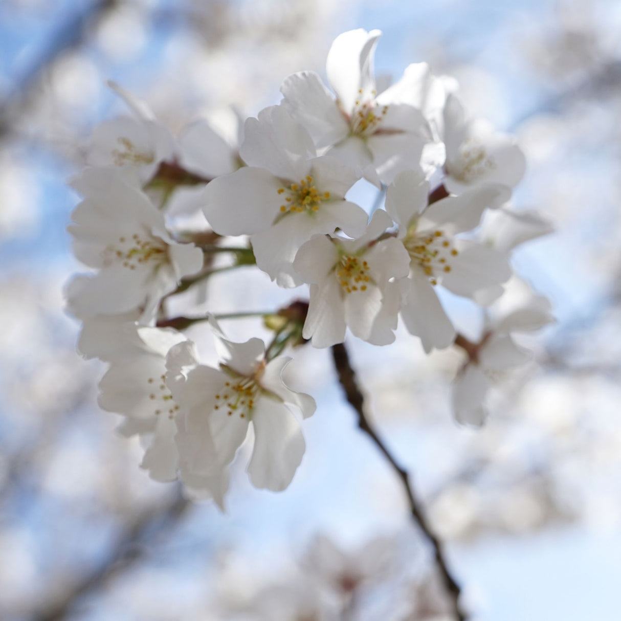 White Yoshino cherry blossoms in focus with blurred petals in the background.