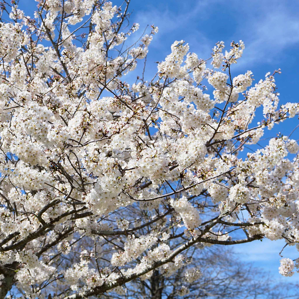 Close-up of white Yoshino cherry blossoms on a branch against a blue sky.