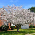 Large Yoshino cherry tree with pale blooms near a driveway.