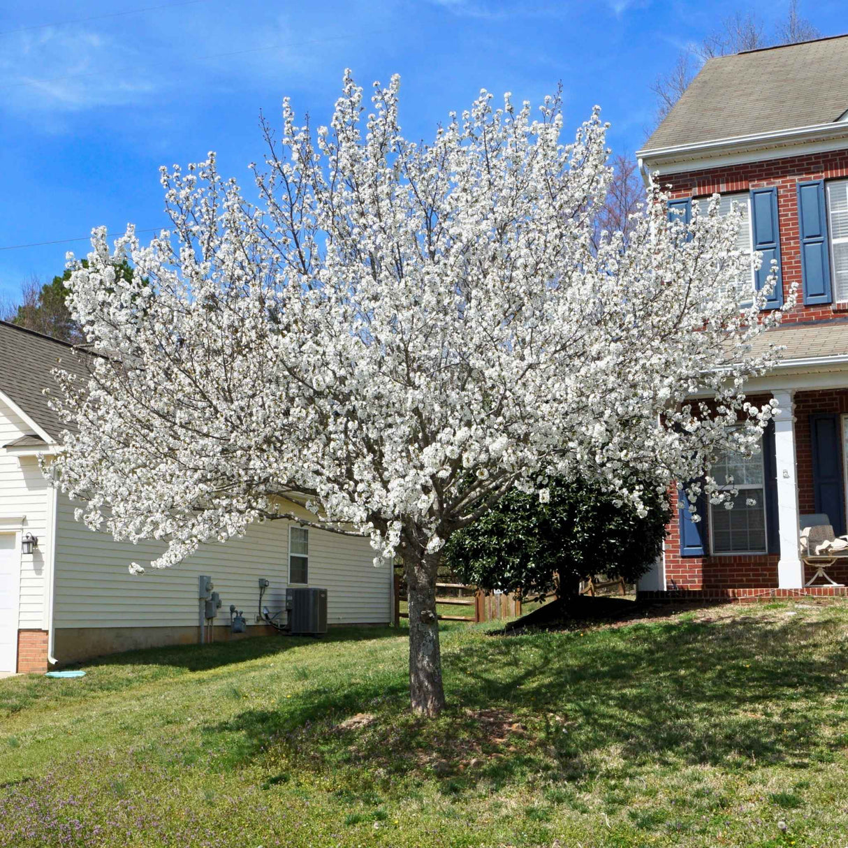 Yoshino cherry tree in bloom beside a two-story house.