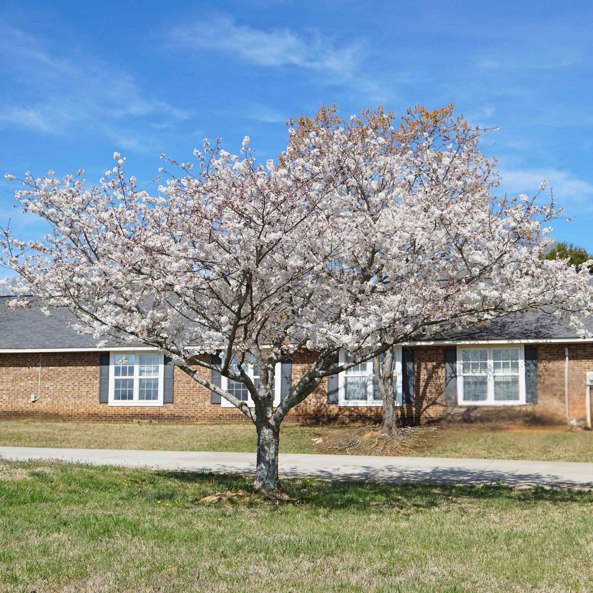 Yoshino cherry tree with pale blossoms in front of a brick house.