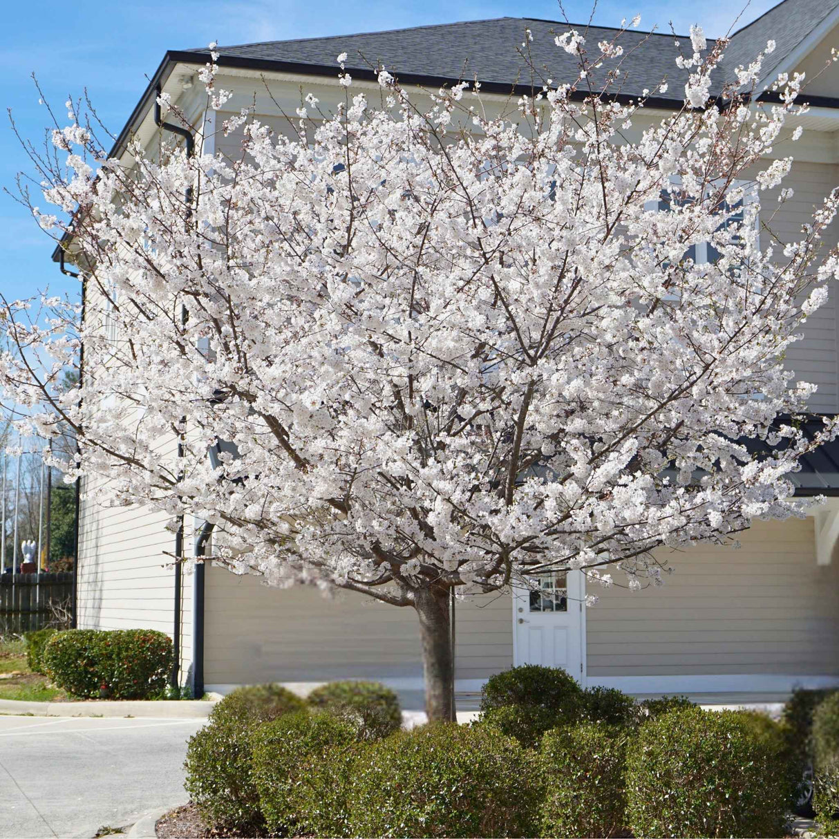 Yoshino cherry tree with white blooms planted by a sidewalk.