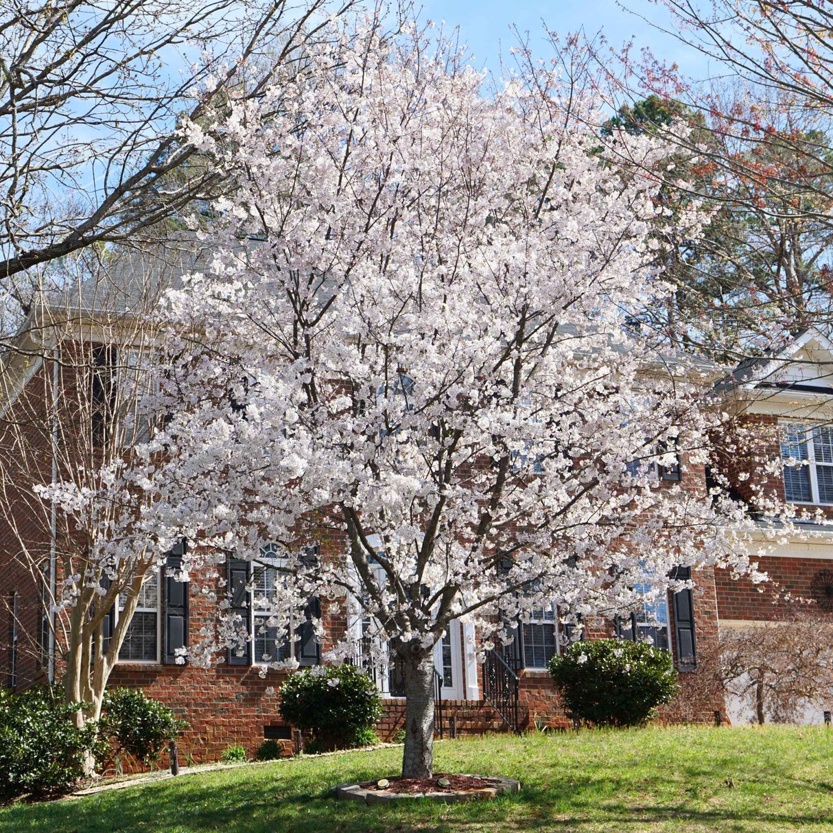Yoshino cherry tree with white flowers next to a house with Brick  siding.
